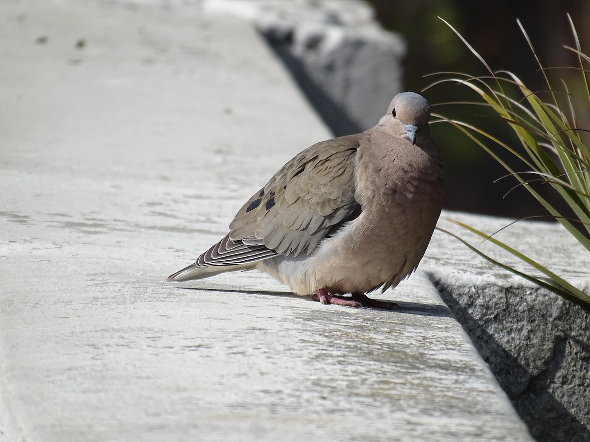 Eared Dove - ML643152962
