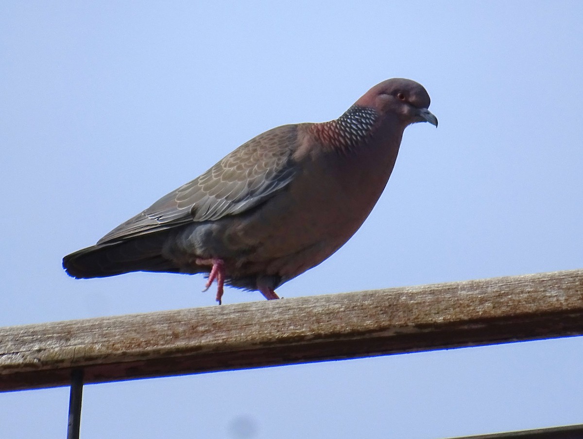 Picazuro Pigeon - ML643152977