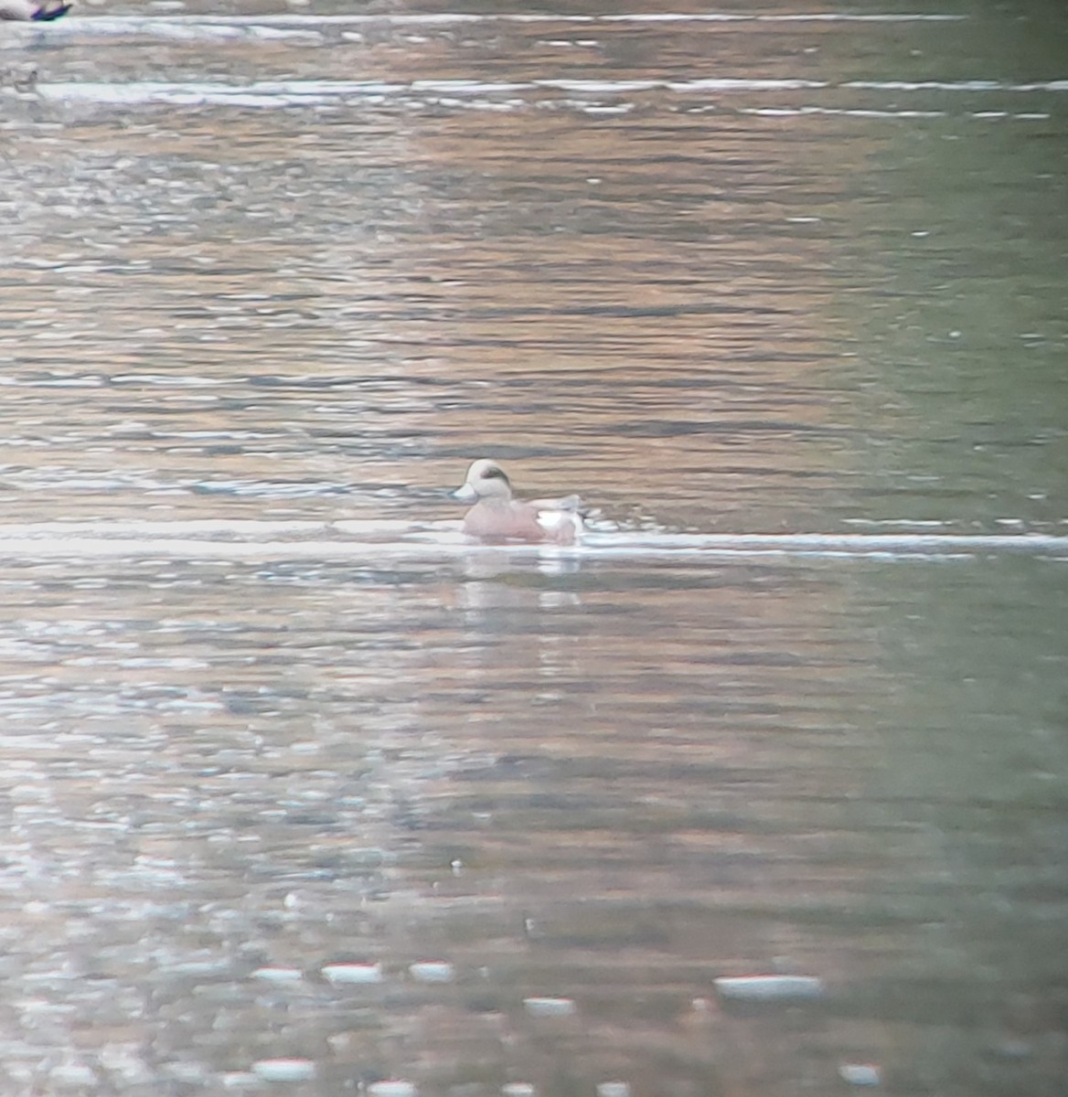 American Wigeon - ML643152984