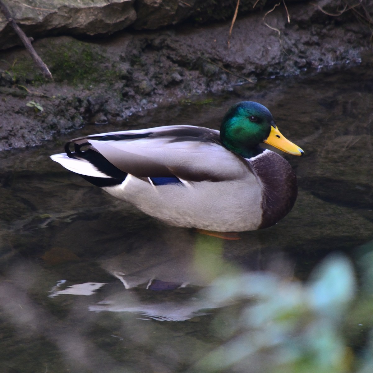 Mallard - ML643152999