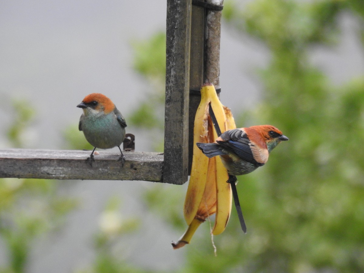 Chestnut-backed Tanager - ML643153000