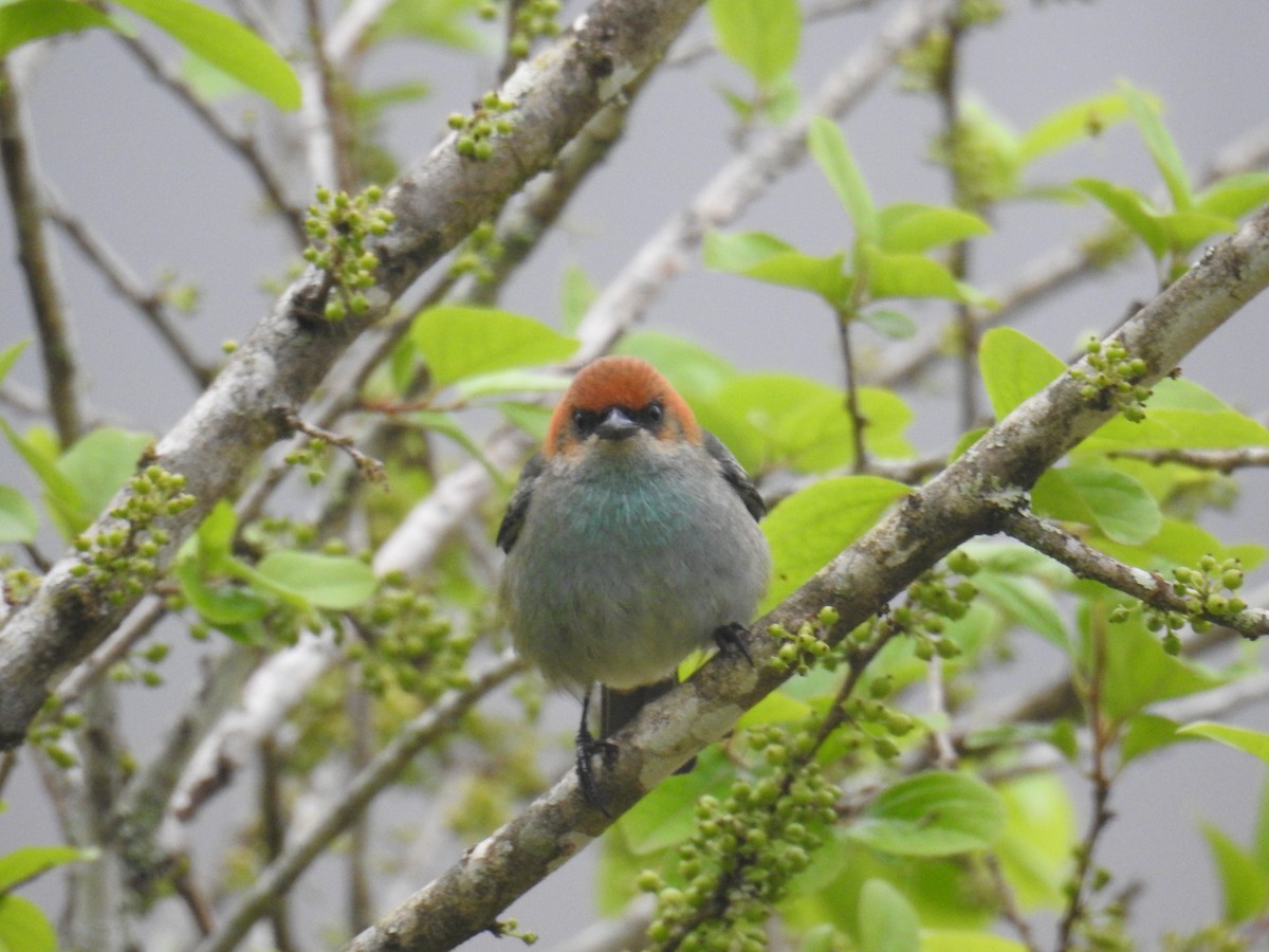 Chestnut-backed Tanager - ML643153004
