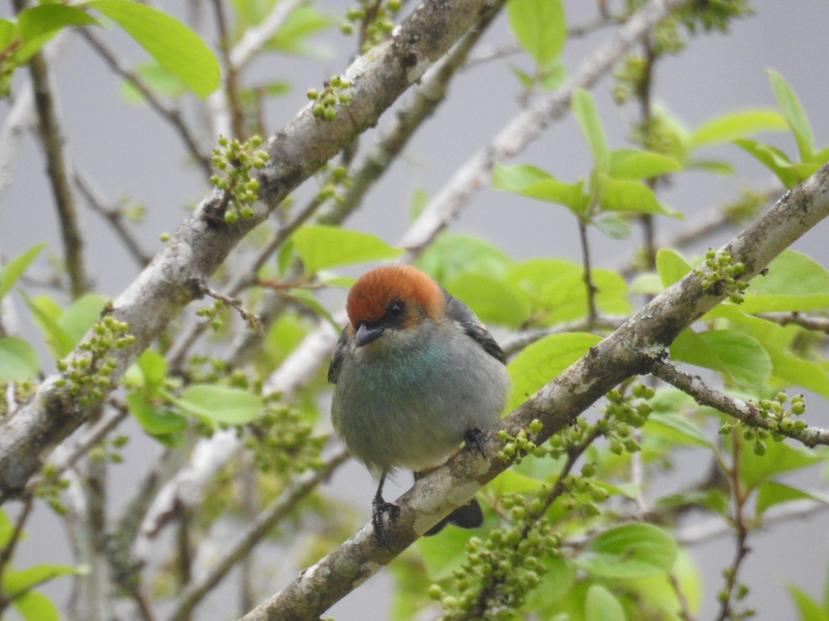 Chestnut-backed Tanager - ML643153005