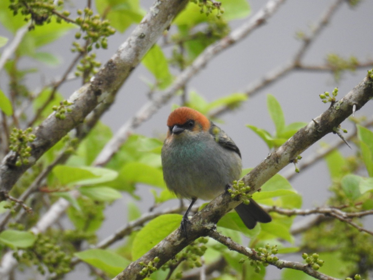 Chestnut-backed Tanager - ML643153006