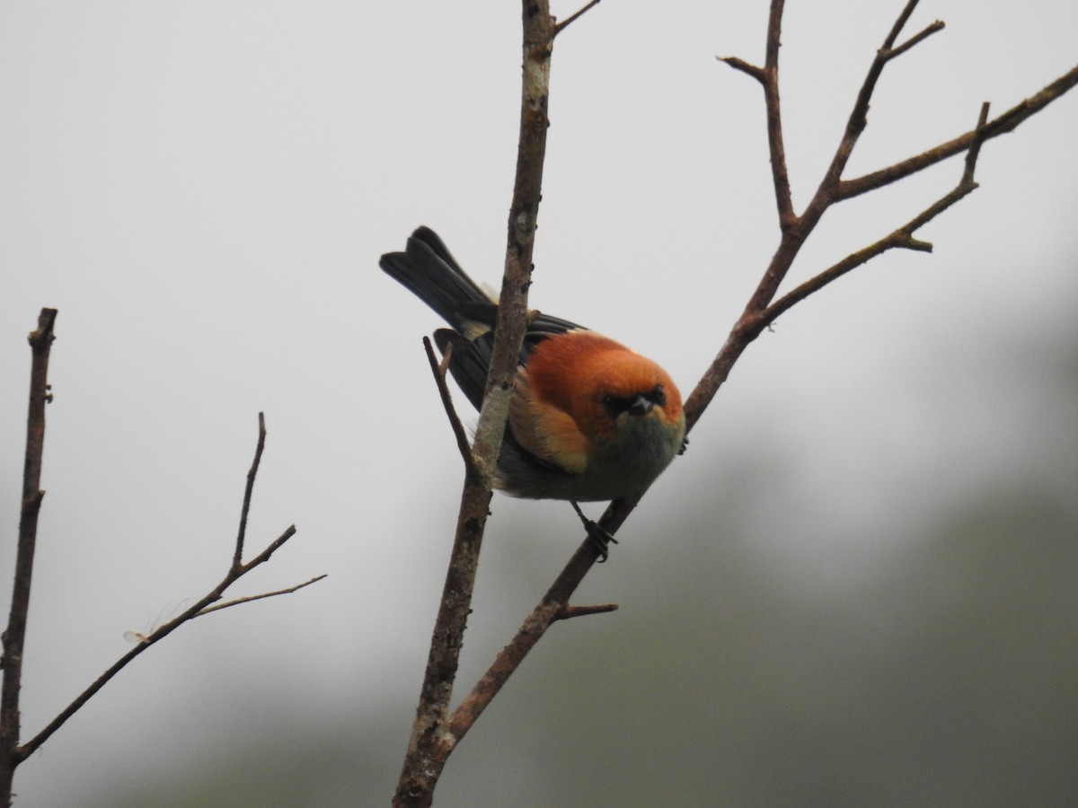 Chestnut-backed Tanager - ML643153007