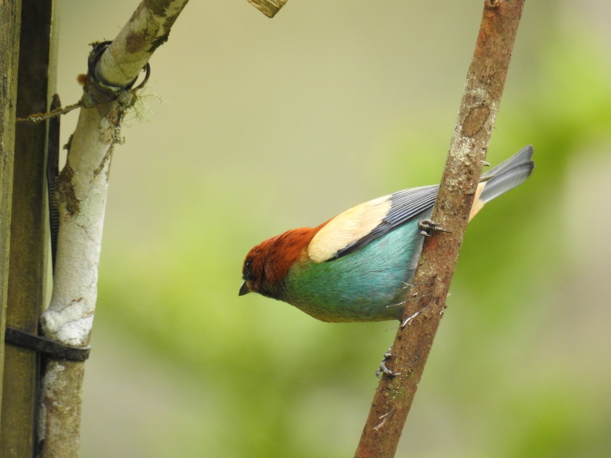 Chestnut-backed Tanager - ML643153008