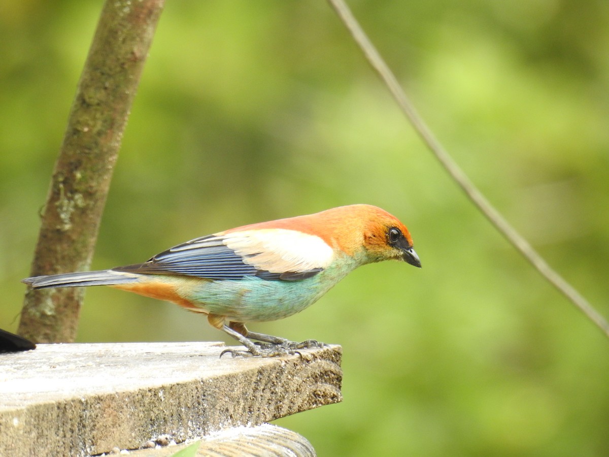 Chestnut-backed Tanager - ML643153009