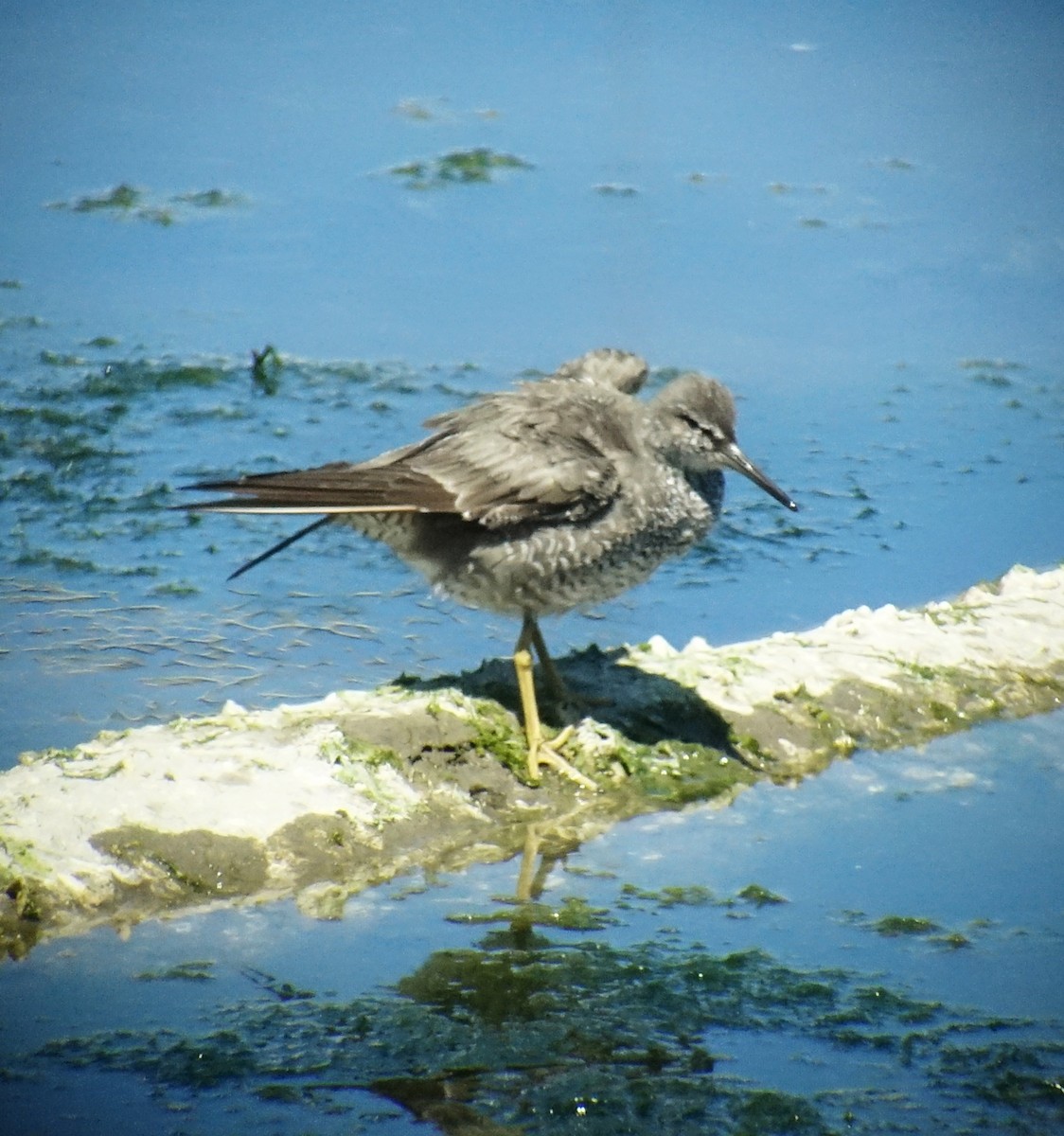 Wandering Tattler - ML64315301