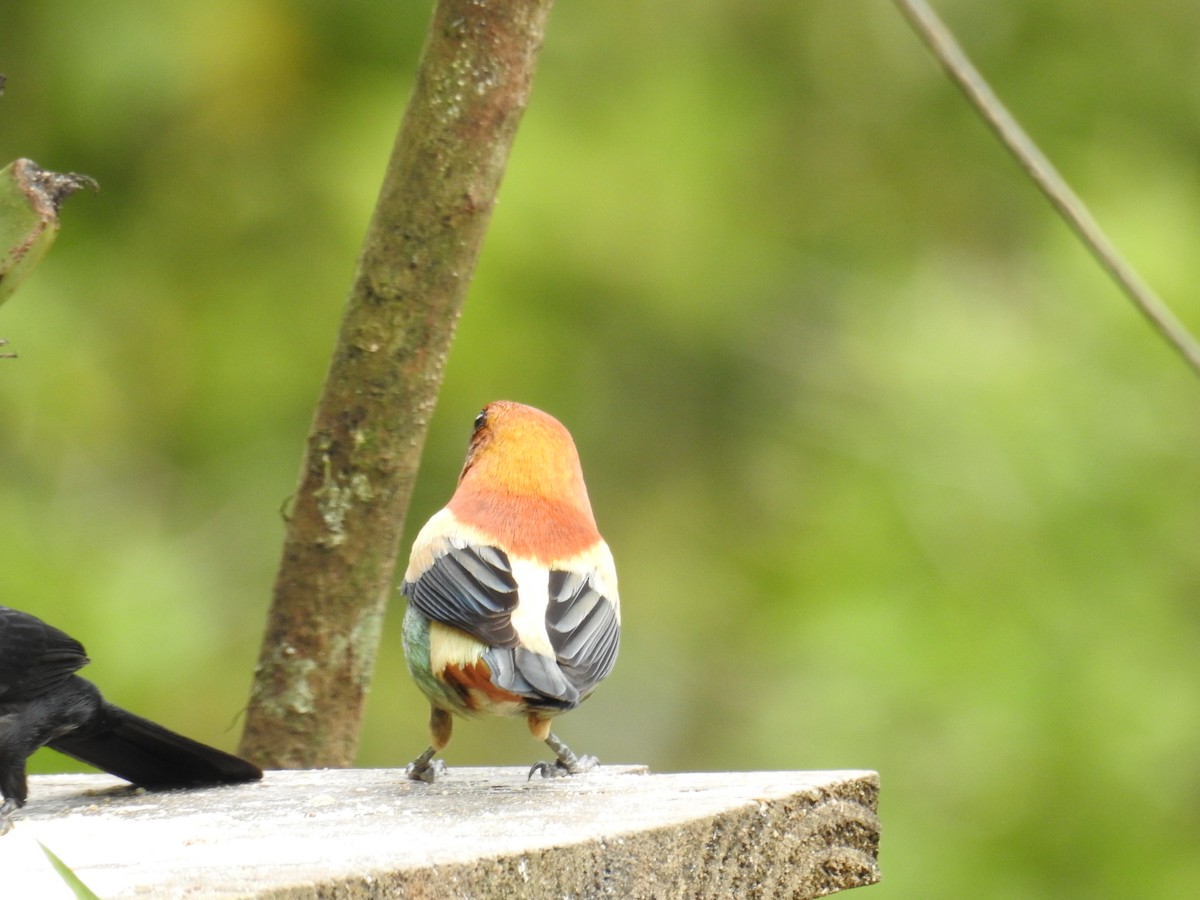 Chestnut-backed Tanager - ML643153010