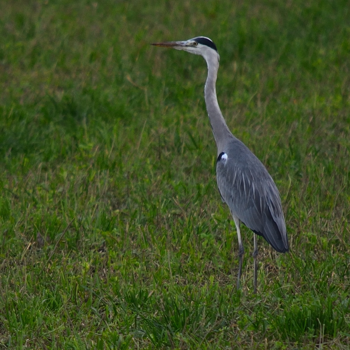 Gray Heron - ML643153017