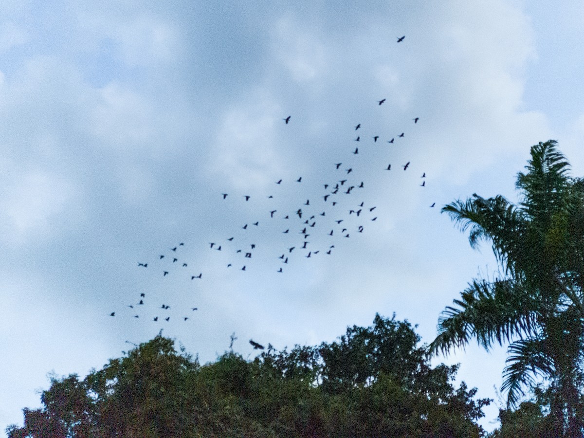 Chestnut-fronted Macaw - ML643153033