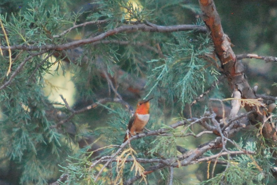 kalypta rezavolesklá - ML643153036