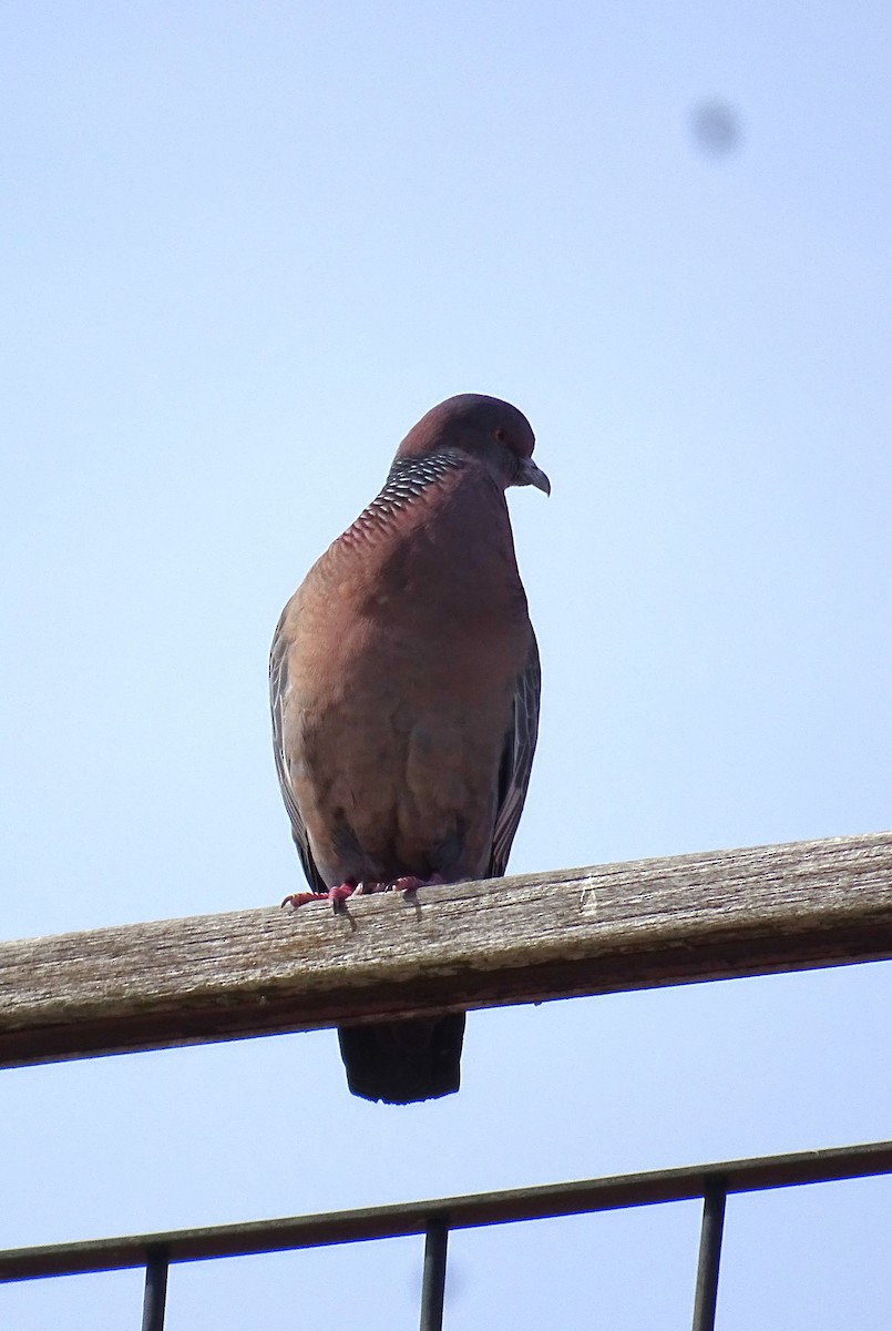 Picazuro Pigeon - ML643153037