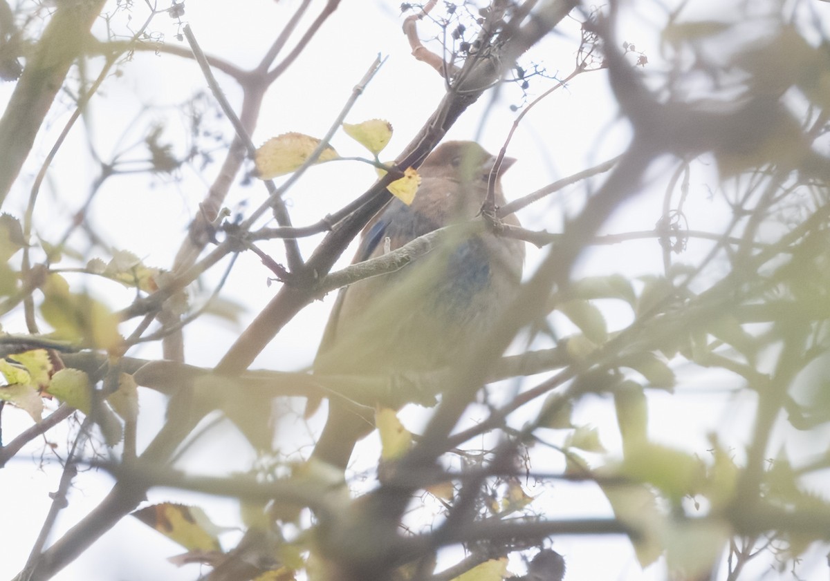 Indigo Bunting - ML643153071