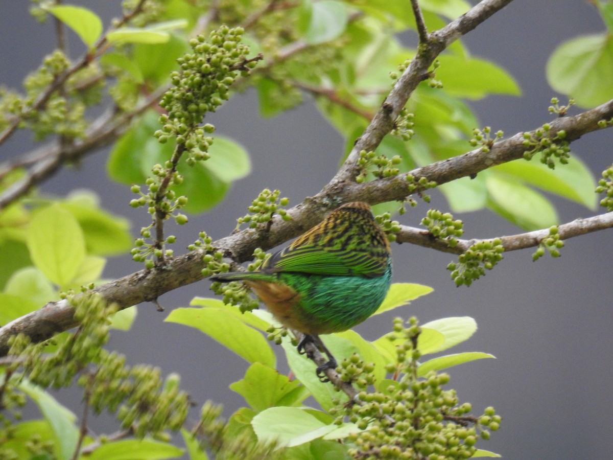 Brassy-breasted Tanager - ML643153075