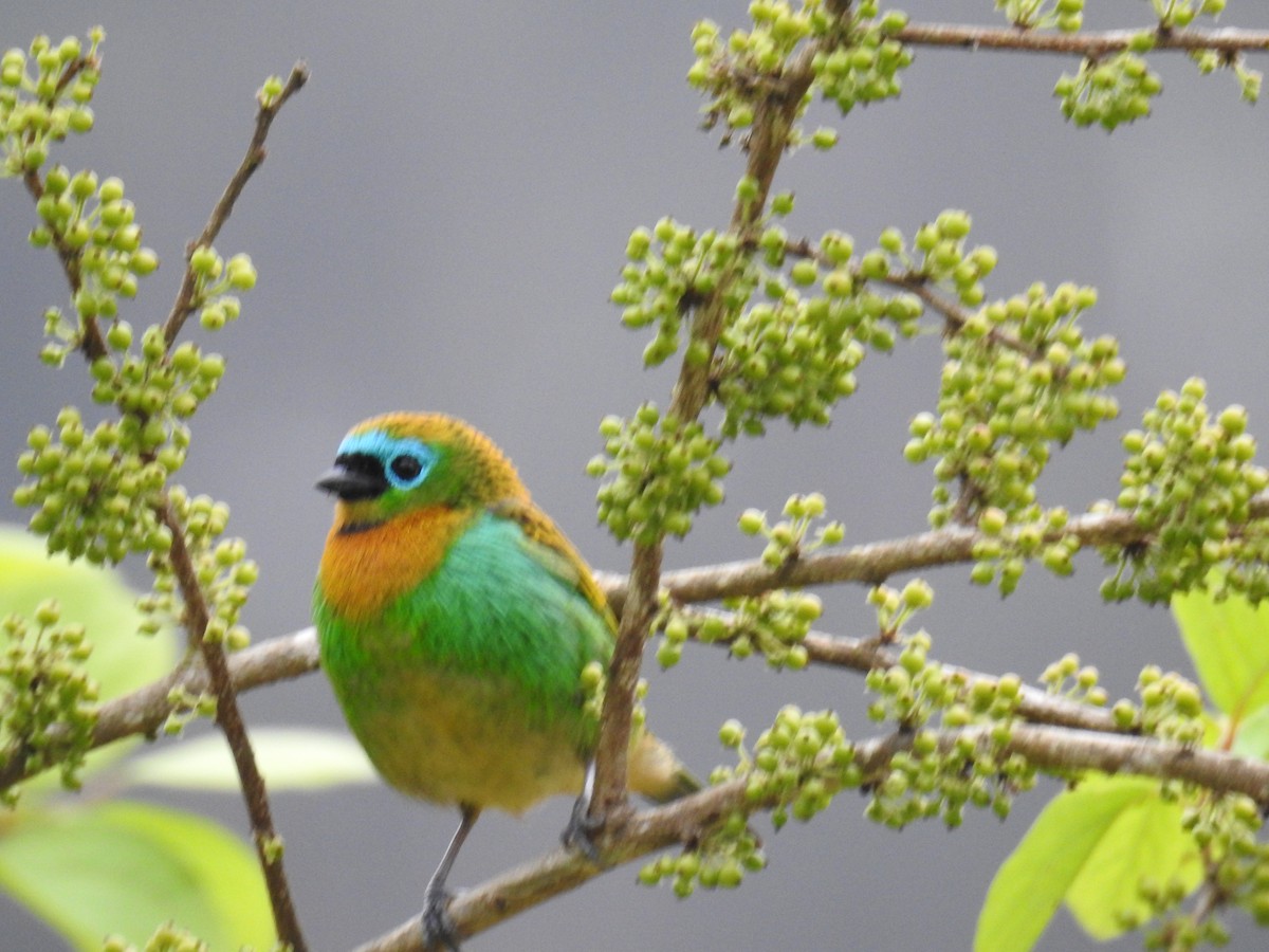 Brassy-breasted Tanager - ML643153077