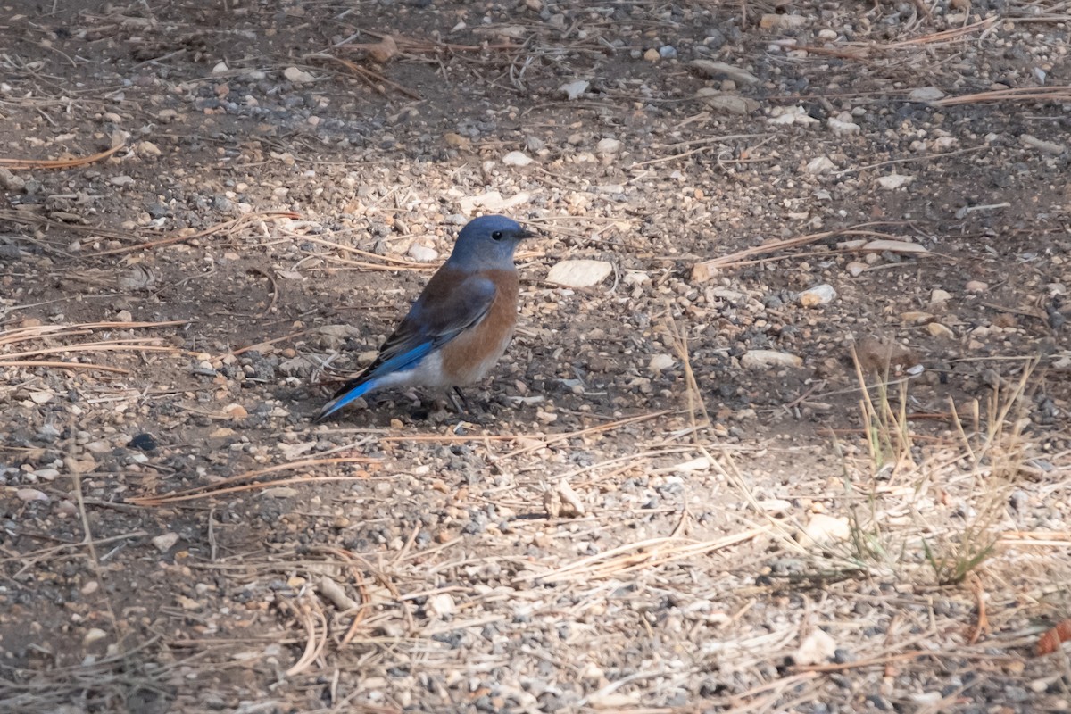 Western Bluebird - ML643153083