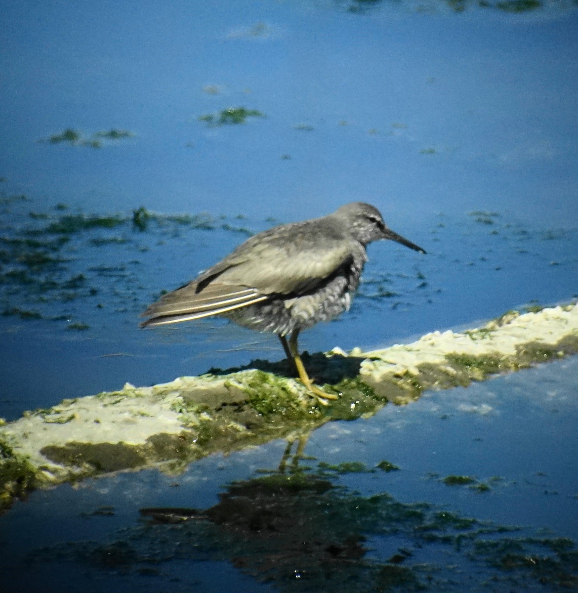 Wandering Tattler - ML64315311