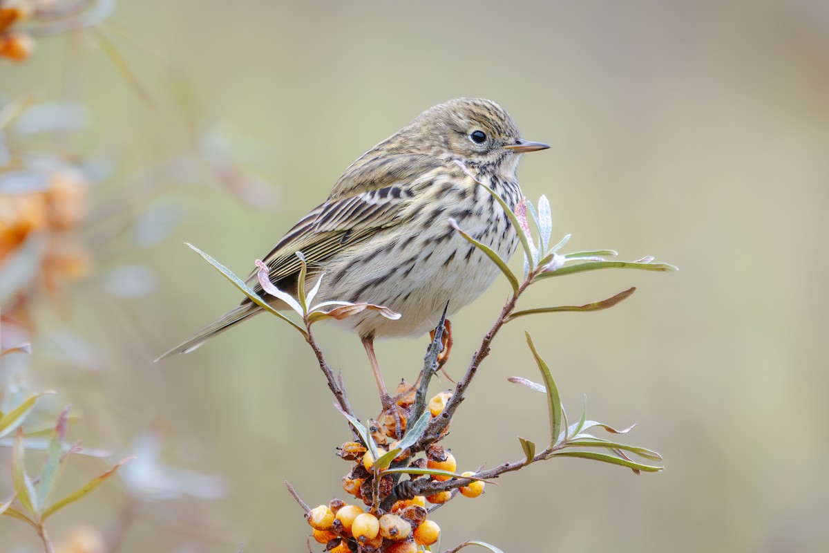 linduška luční - ML643153114