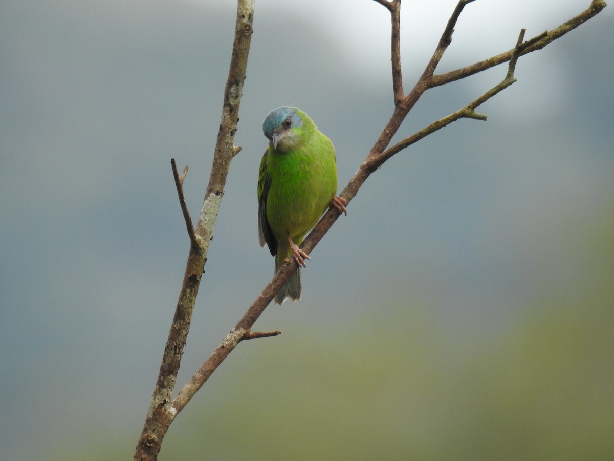 Blue Dacnis - ML643153116