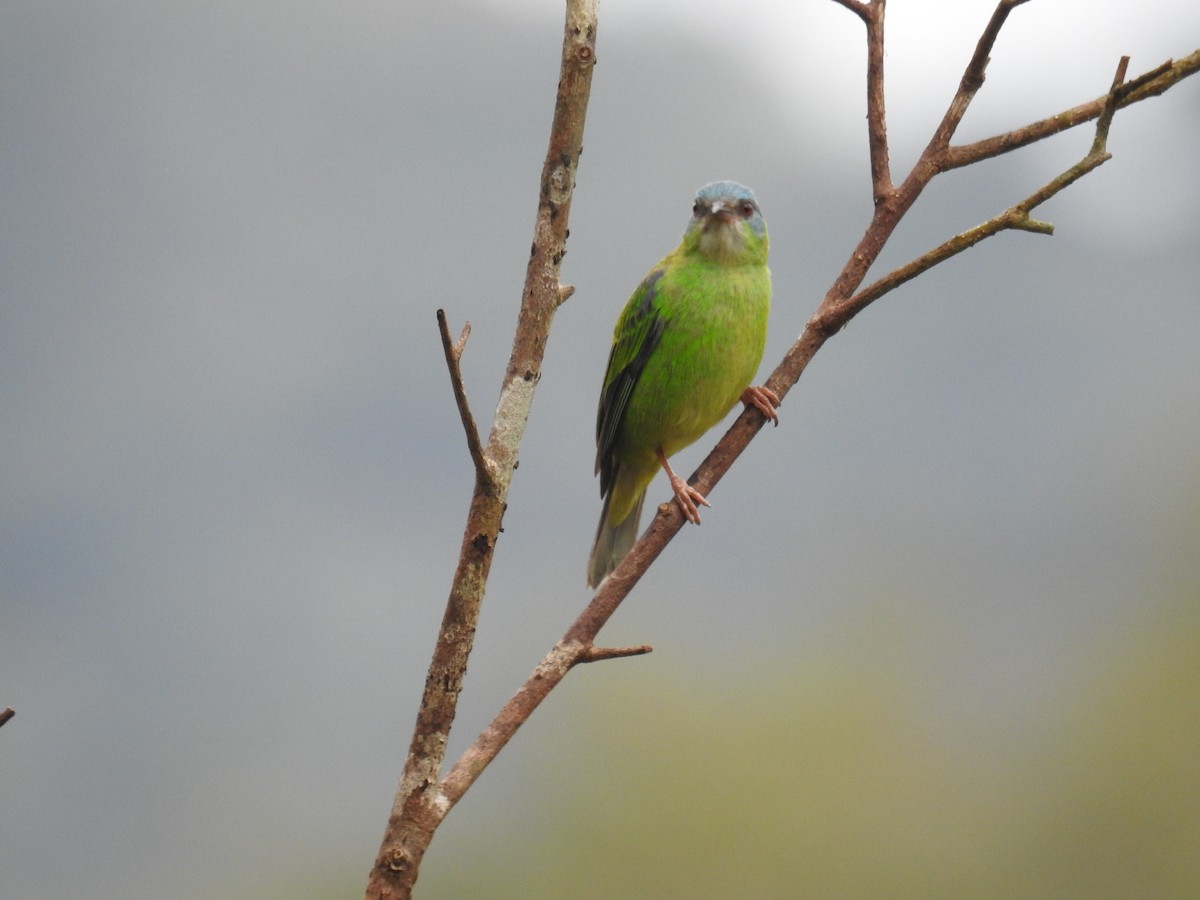 Blue Dacnis - ML643153117