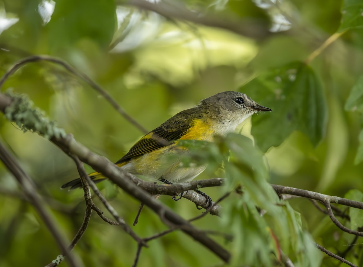 American Redstart - ML643153121