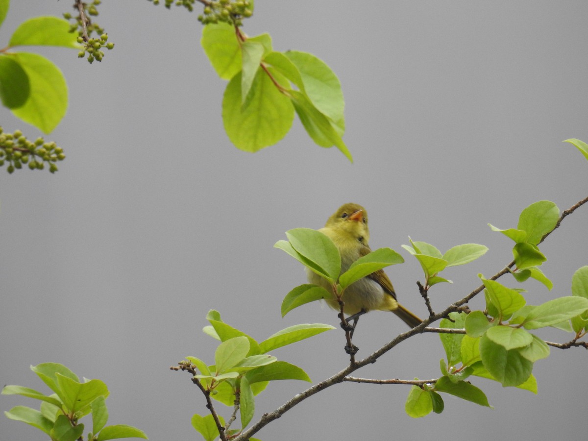 Rufous-headed Tanager - ML643153150