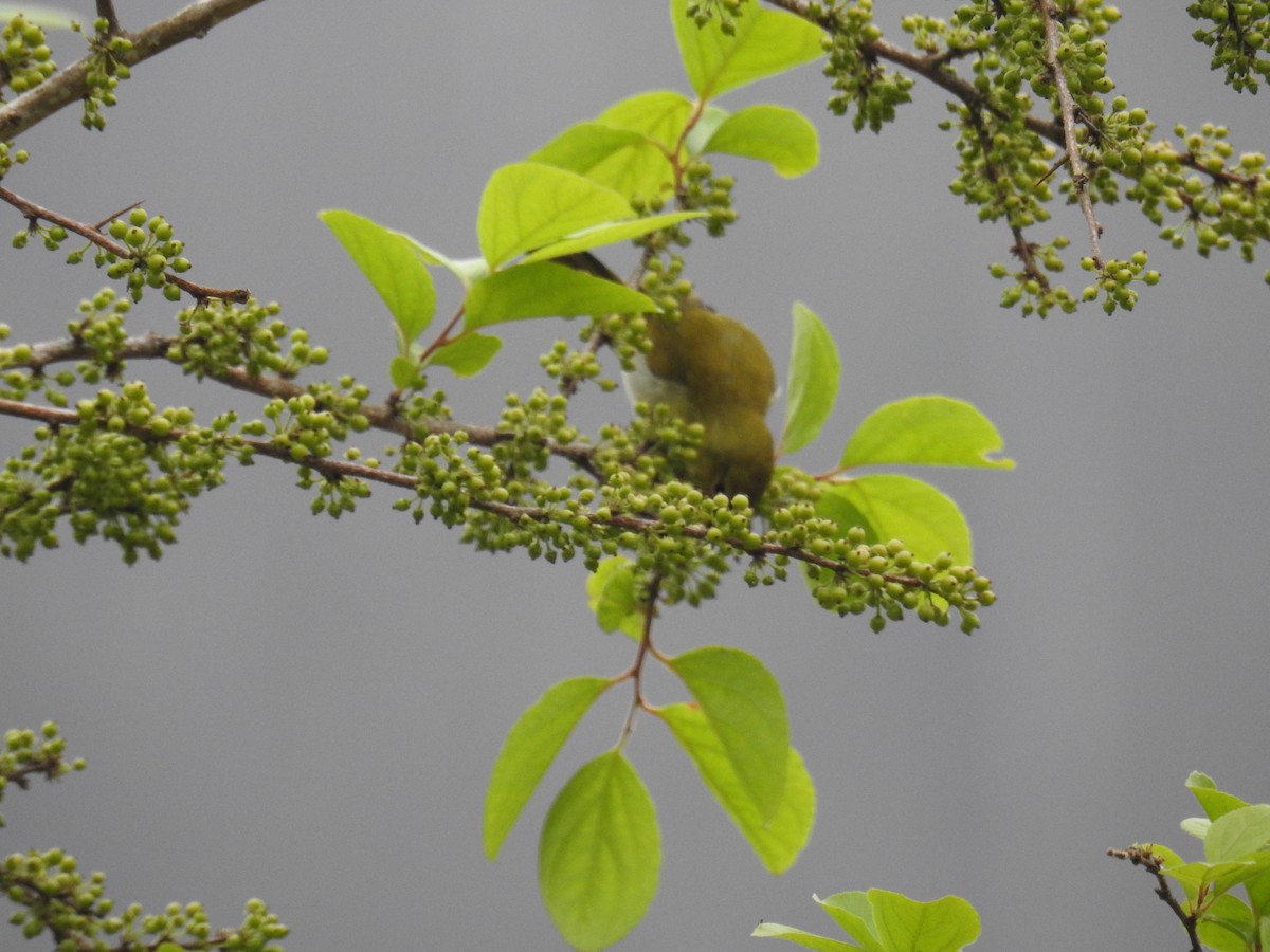 Rufous-headed Tanager - ML643153151