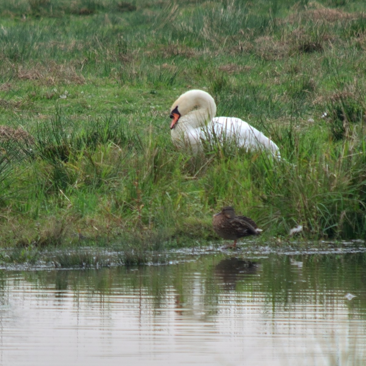 Mute Swan - ML643153160