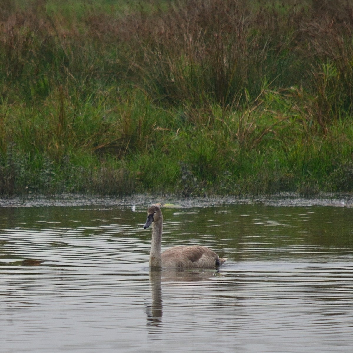 Mute Swan - ML643153161