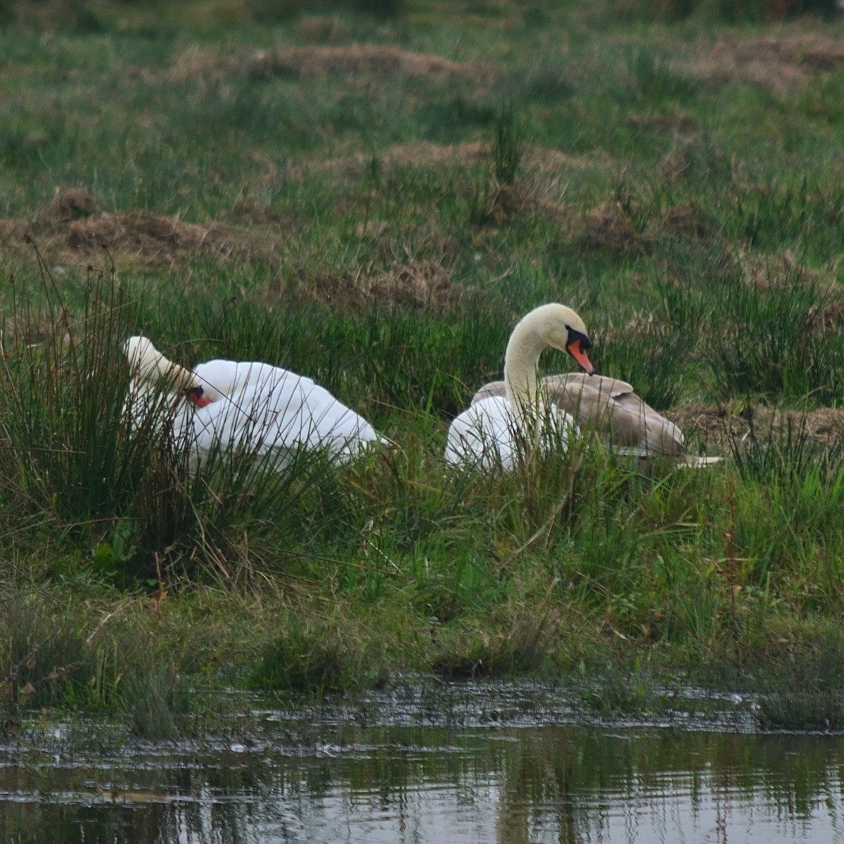 Mute Swan - ML643153162