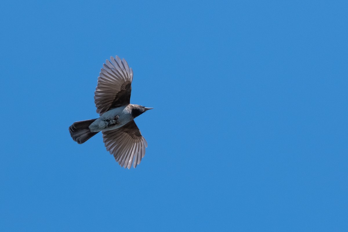 Steller's Jay - ML643153181
