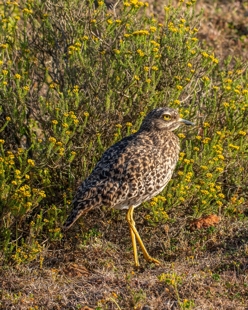 Spotted Thick-knee - ML643153182