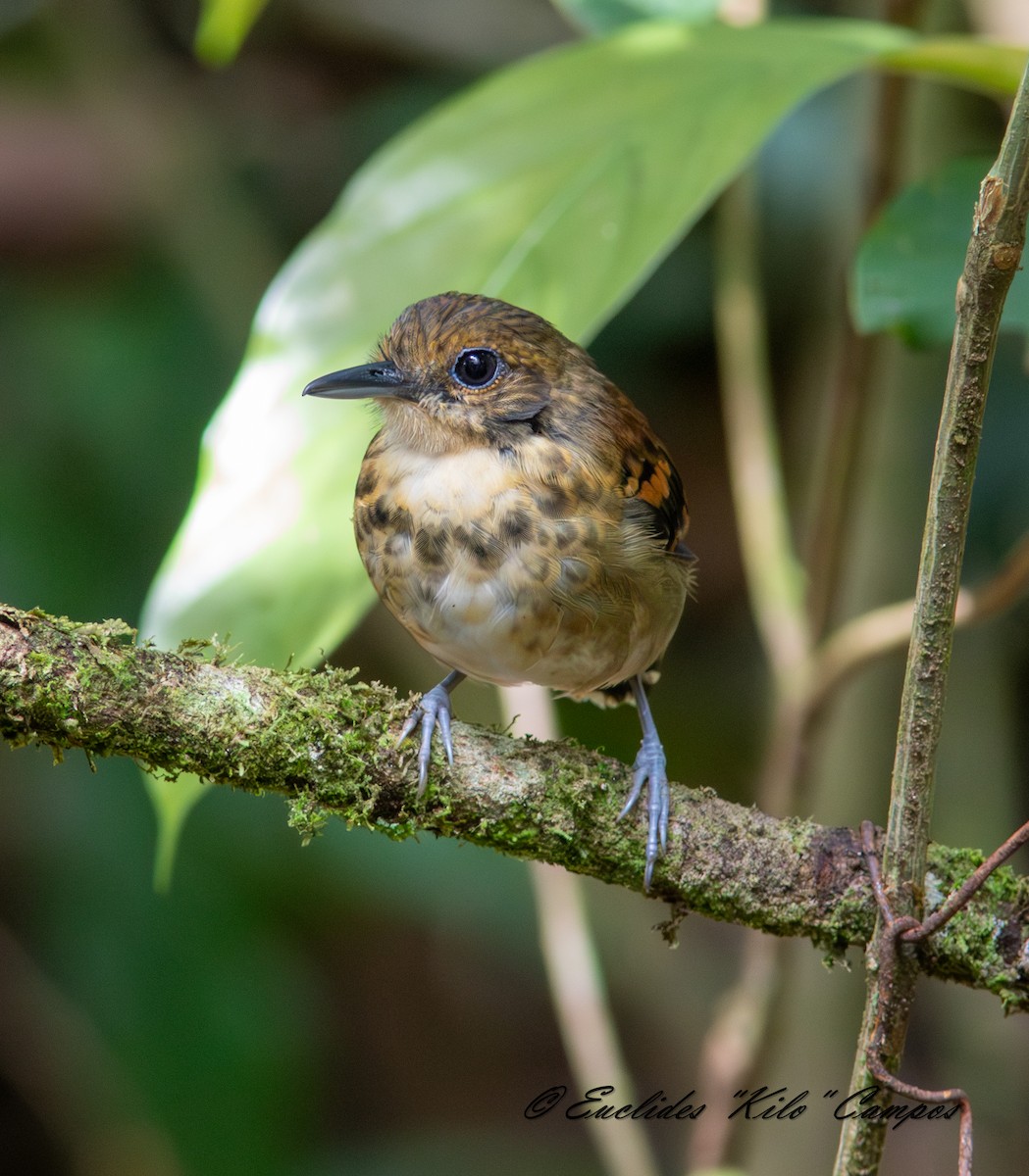 Spotted Antbird - ML643153185