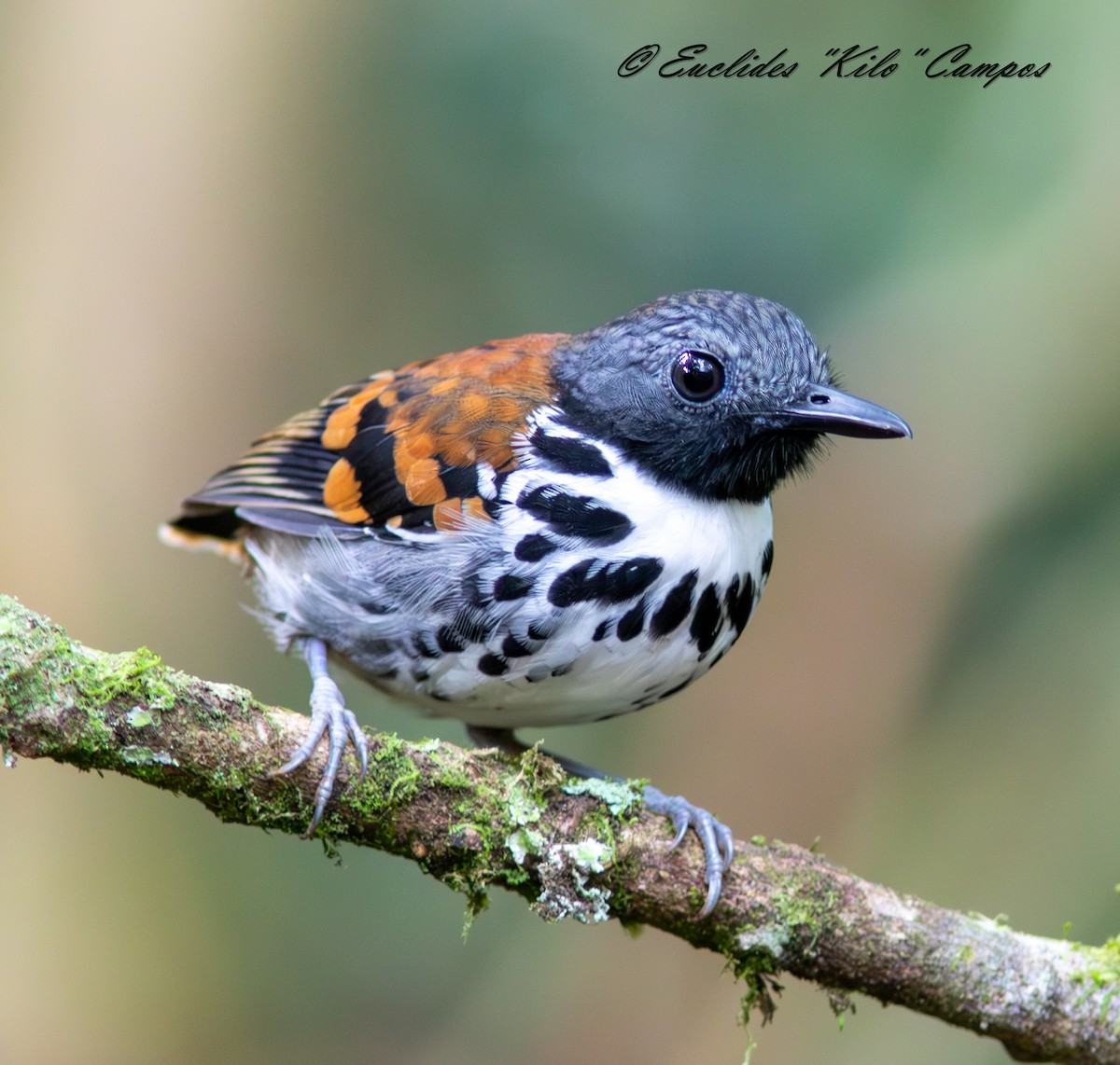 Spotted Antbird - ML643153188