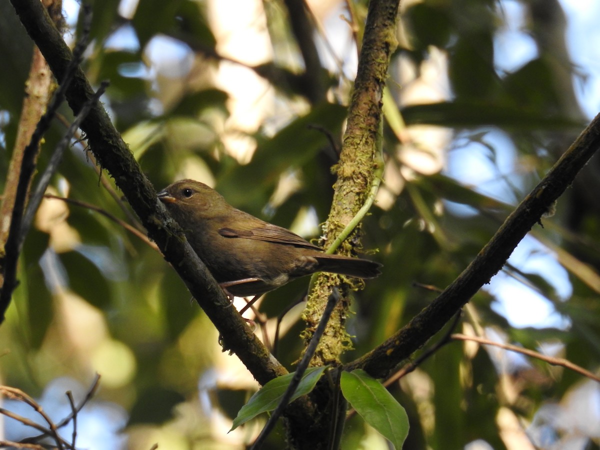 Uniform Finch - ML643153189