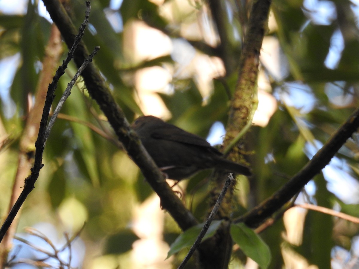 Uniform Finch - ML643153190