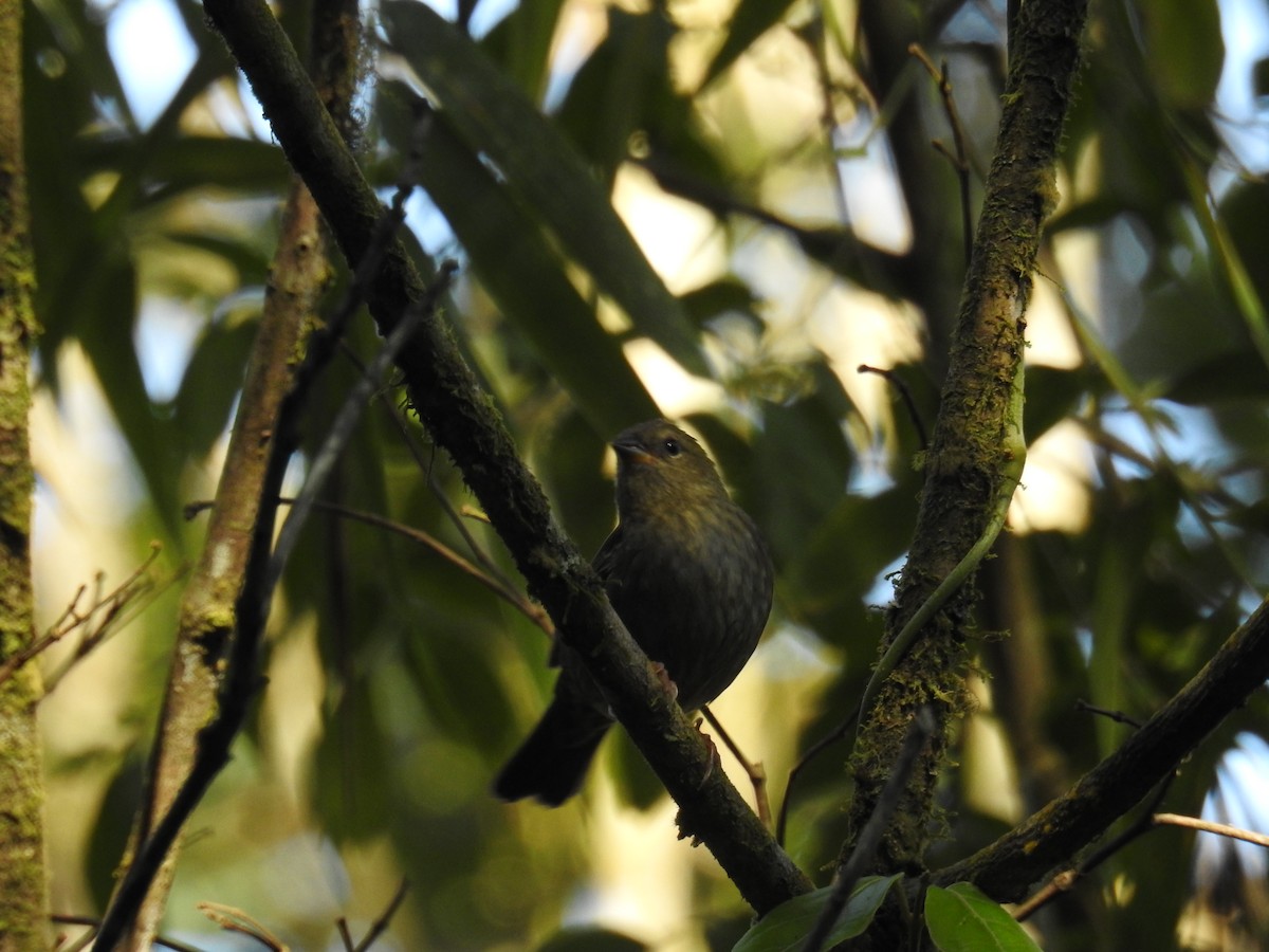 Uniform Finch - ML643153191