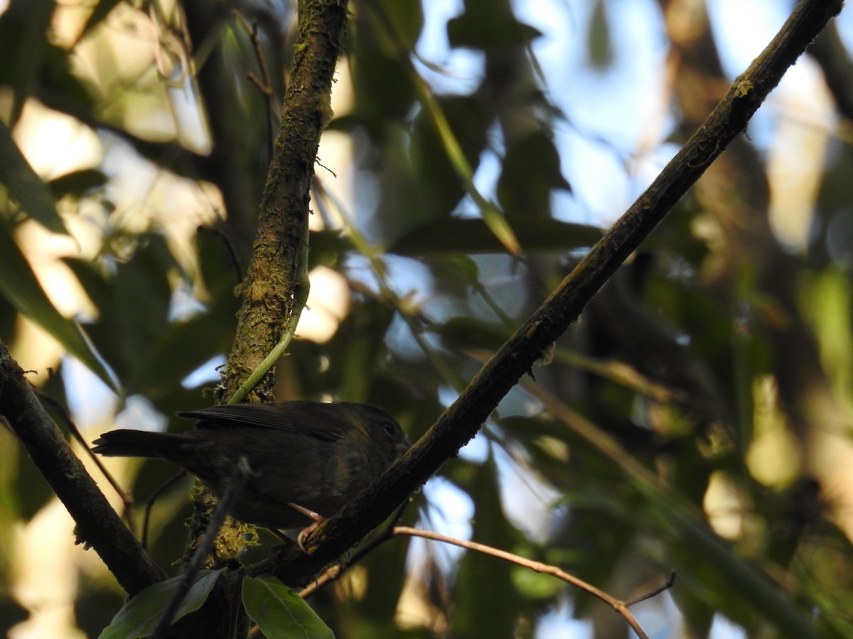 Uniform Finch - ML643153192