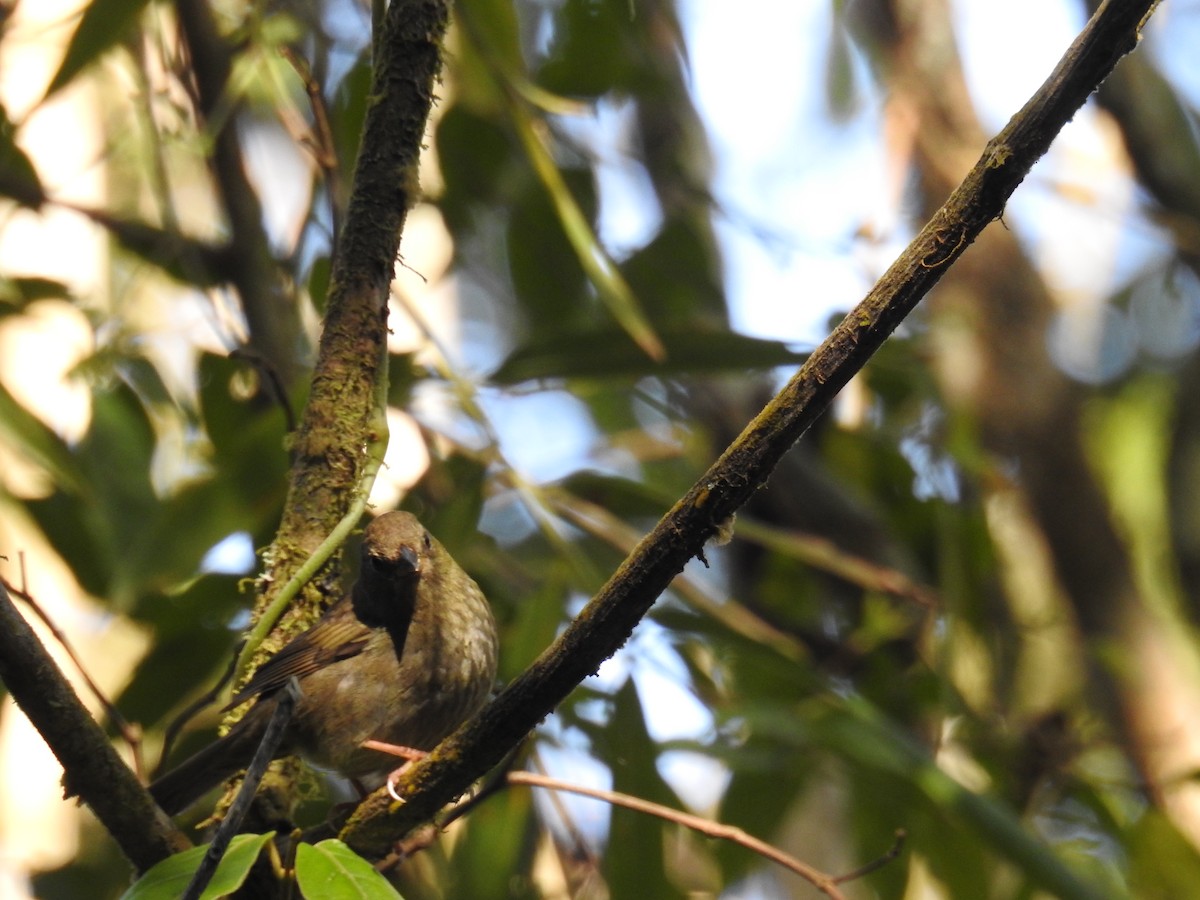 Uniform Finch - ML643153193