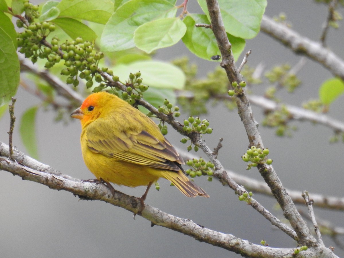 Saffron Finch - ML643153221