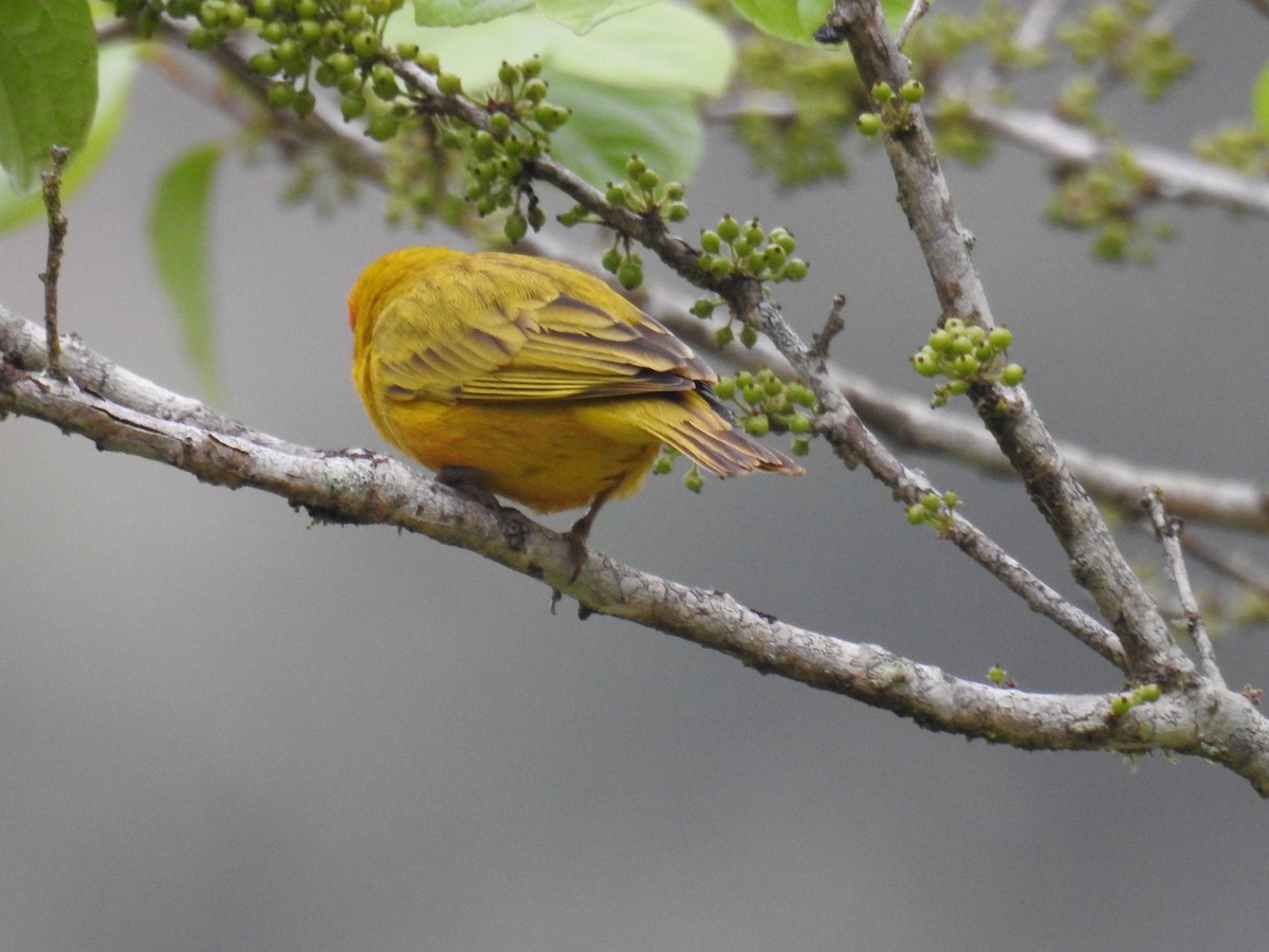 Saffron Finch - ML643153222