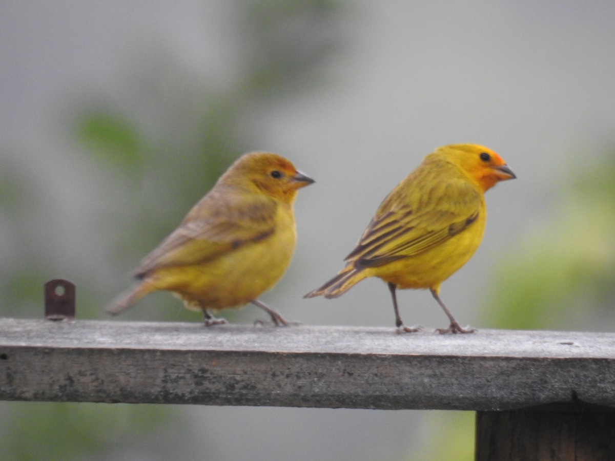Saffron Finch - ML643153223