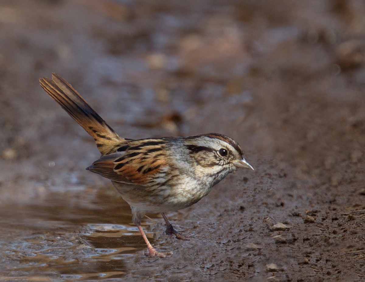 Swamp Sparrow - ML643153234