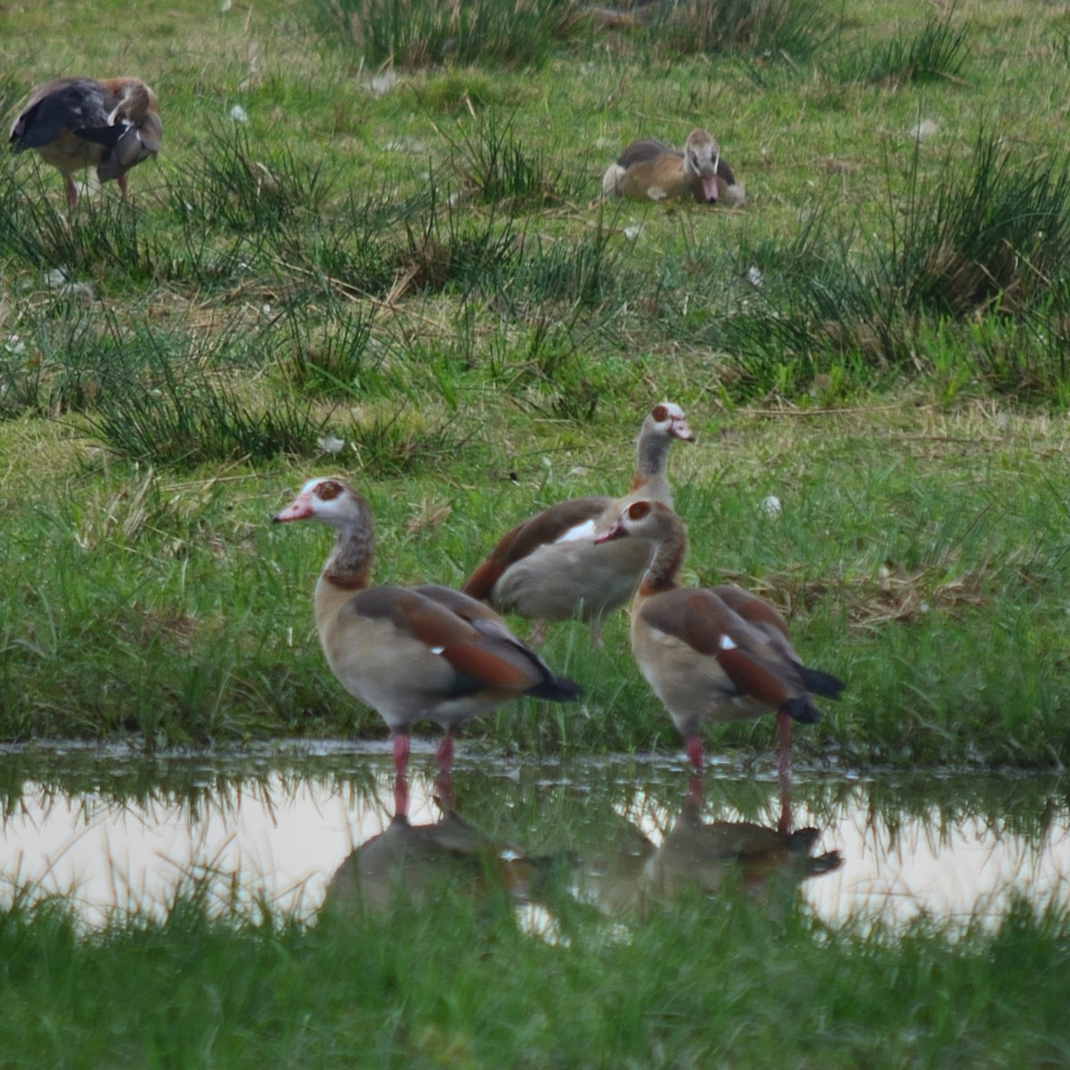 Egyptian Goose - ML643153235