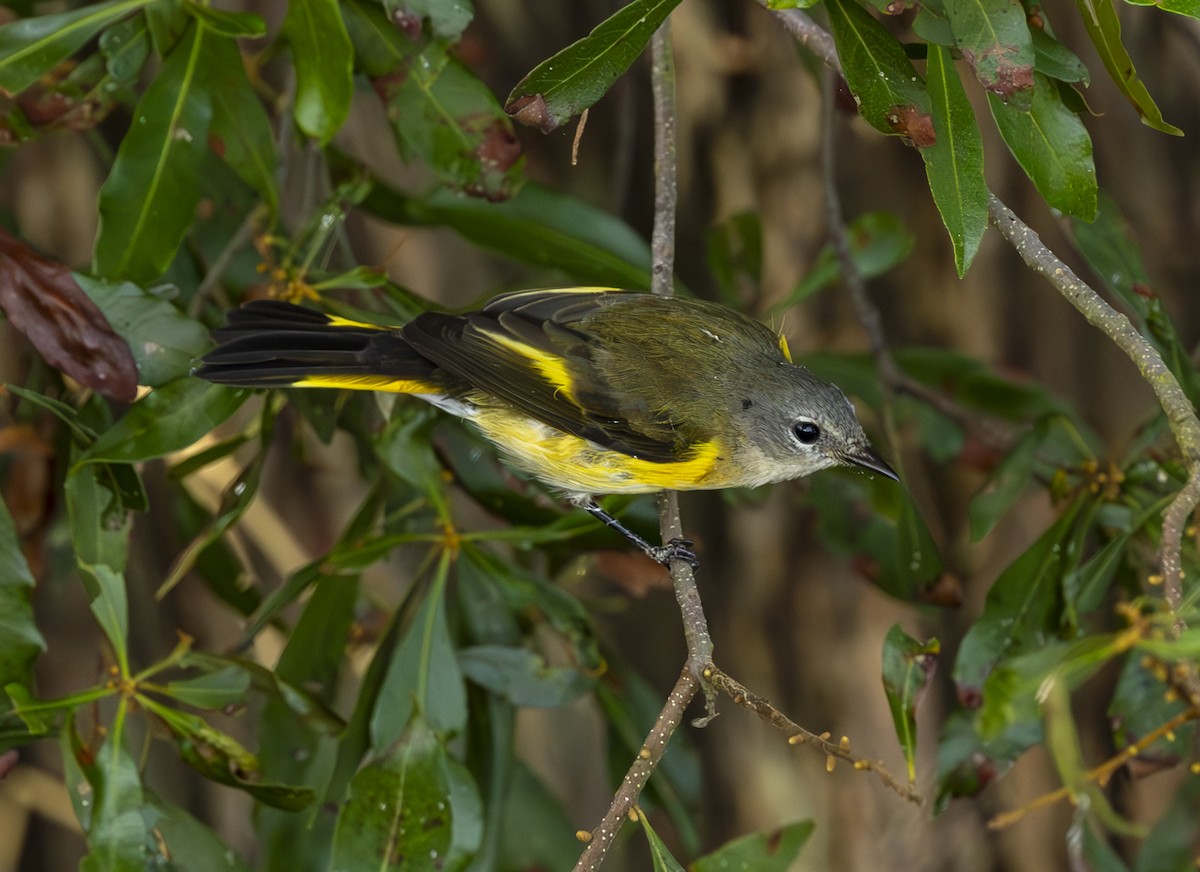 American Redstart - ML643153236