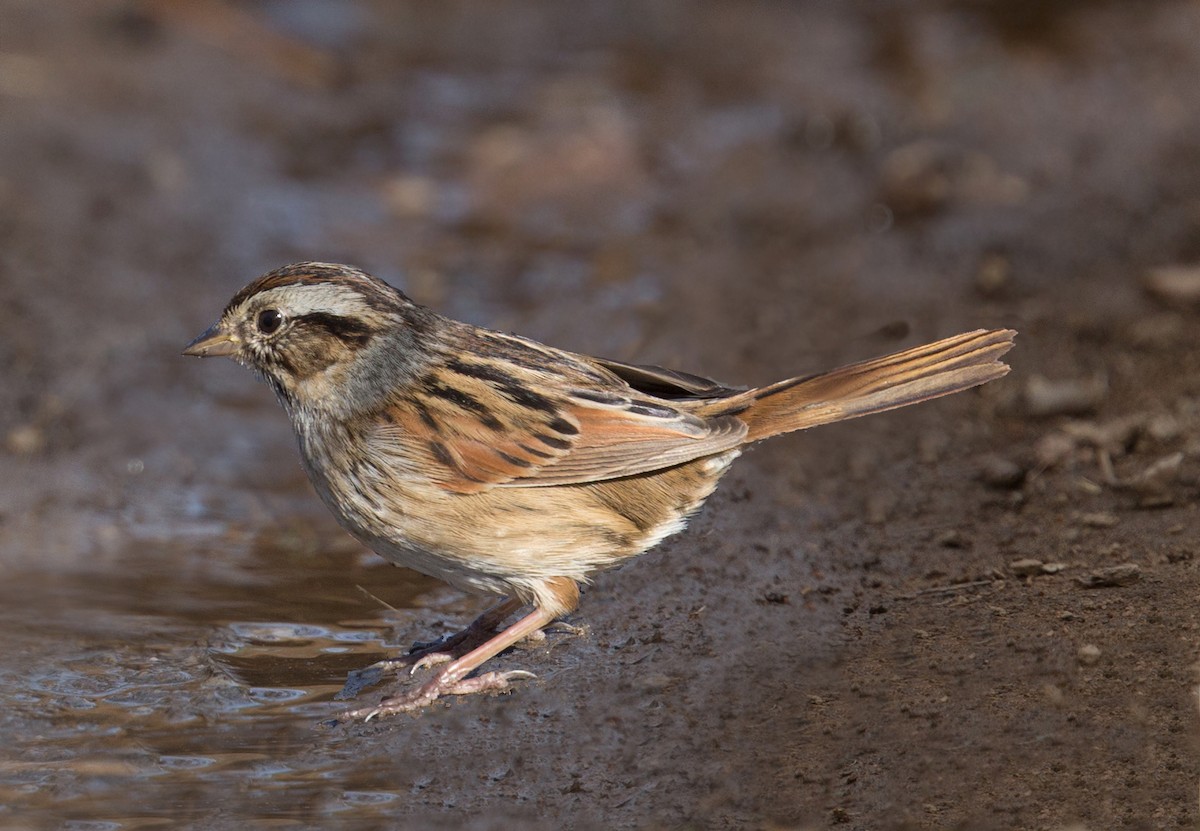 Swamp Sparrow - ML643153239