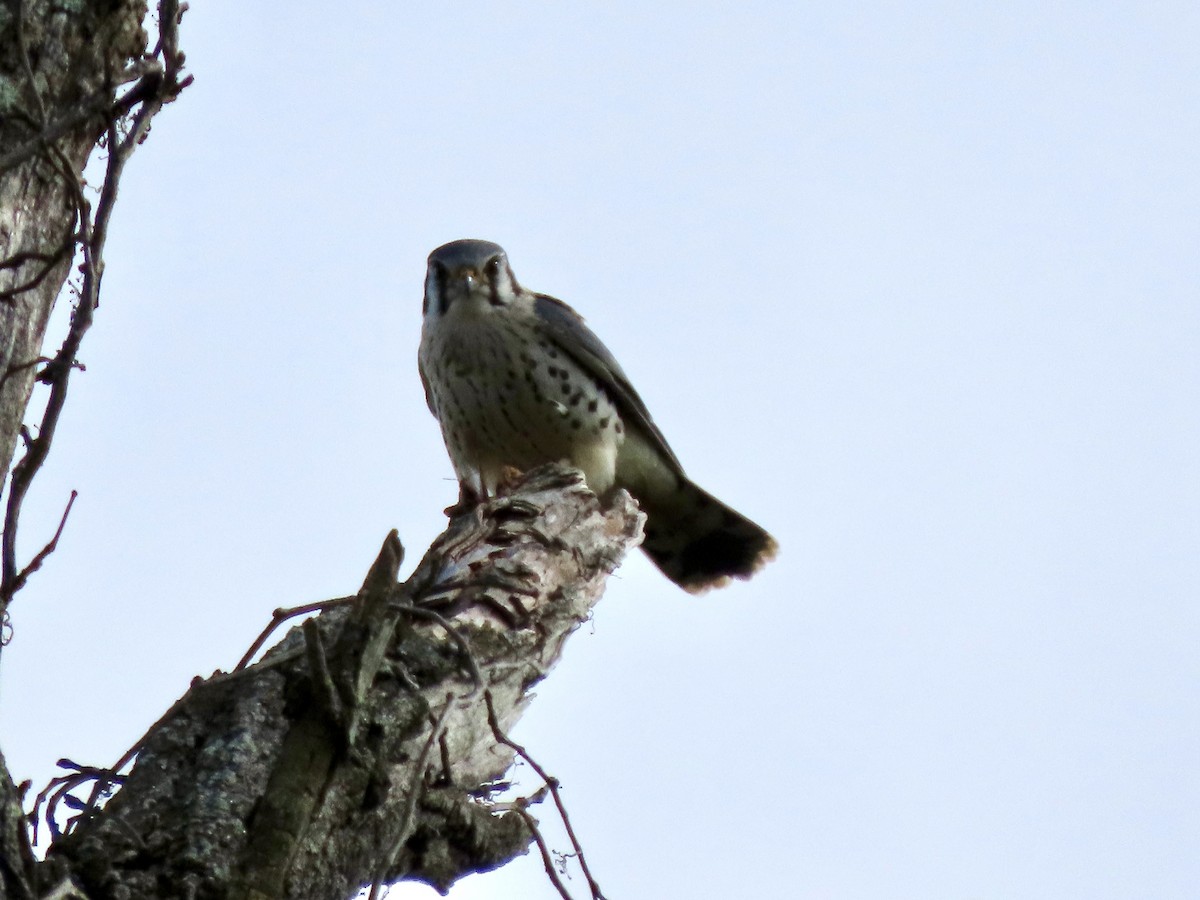 American Kestrel - ML643153241