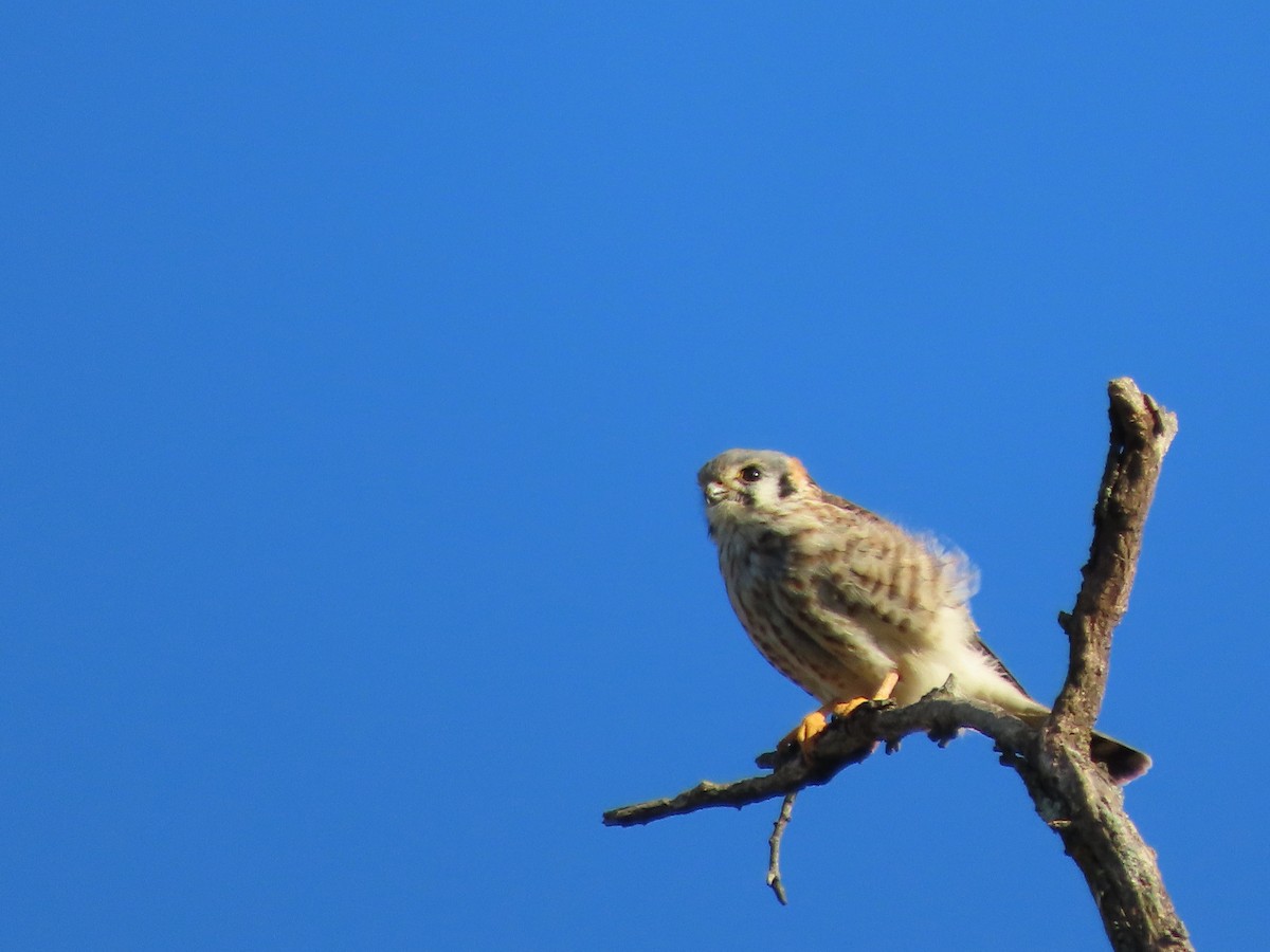 American Kestrel - ML643153242