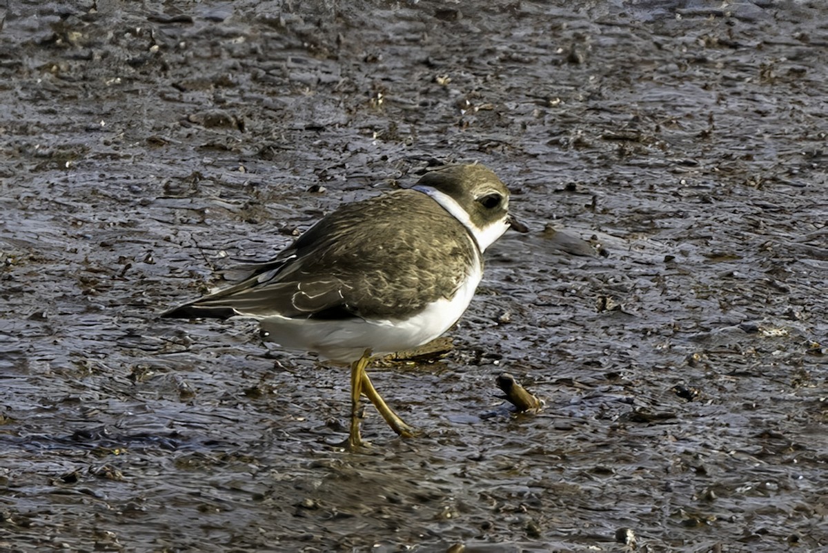 ミズカキチドリ - ML643153247